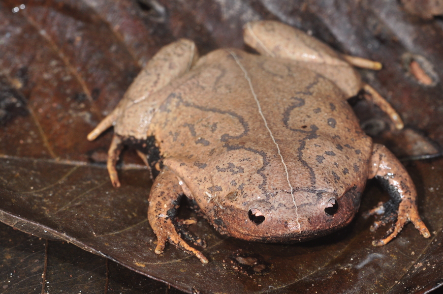 Stereocyclops incrassatus