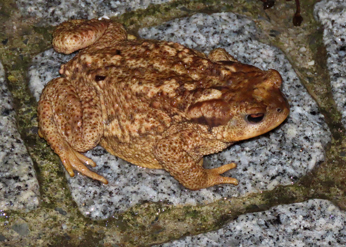 Bufo spinosus