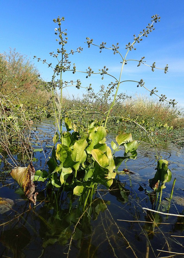 Echinodorus berteroi Echinodorus berteroi