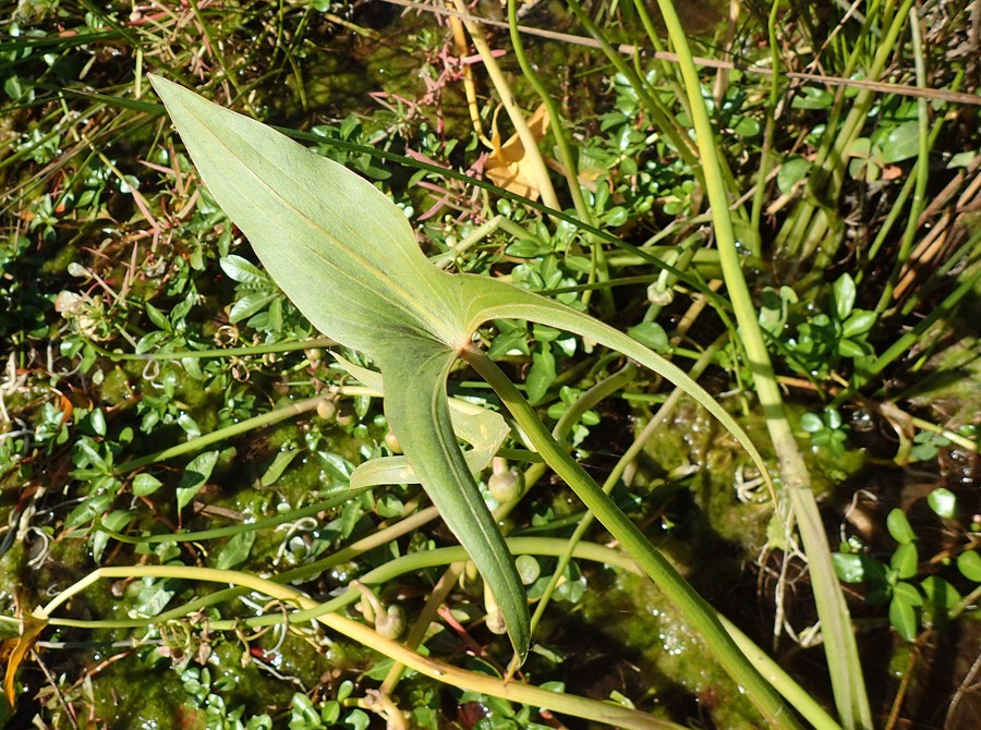 Sagittaria montevidensis ssp. calycina
