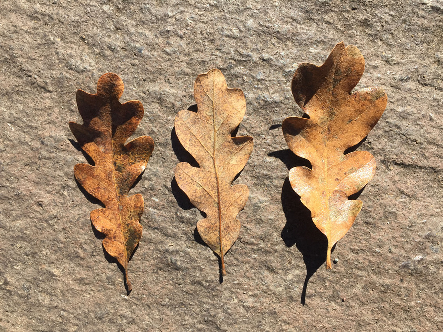 Quercus garryana var. semota