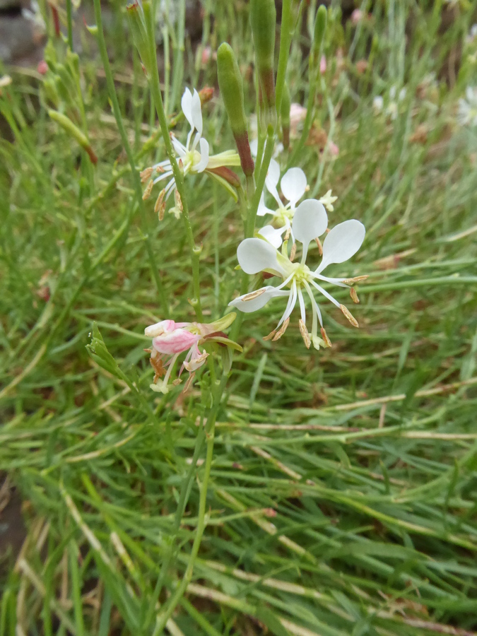 Gaura coccinea