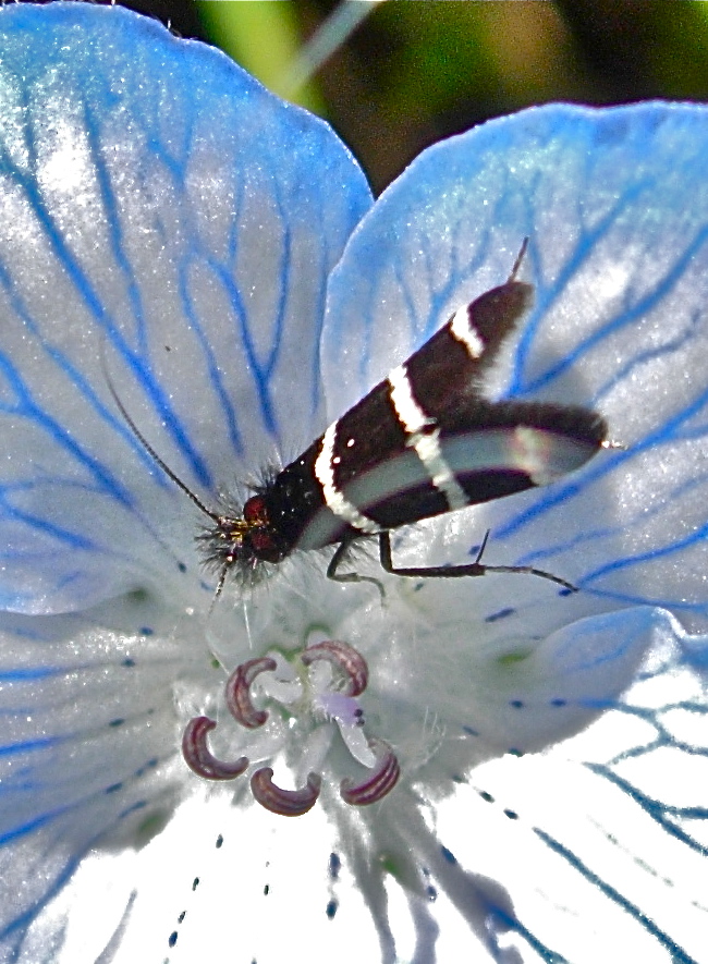 Adela trigrapha