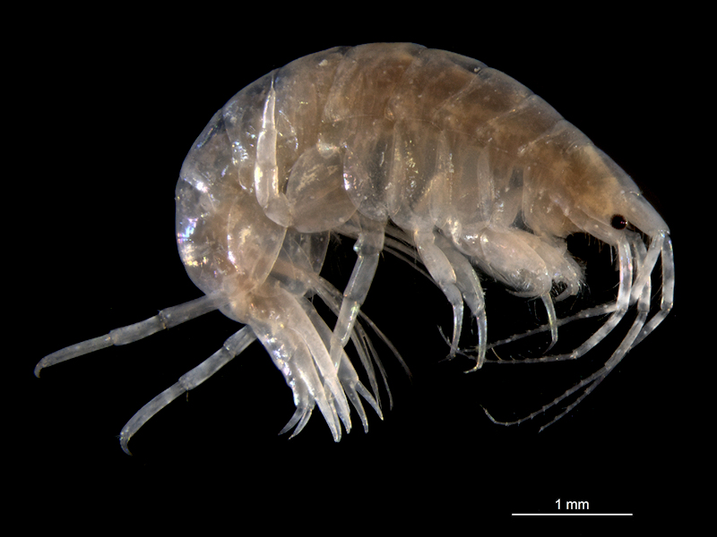Photis longicaudata