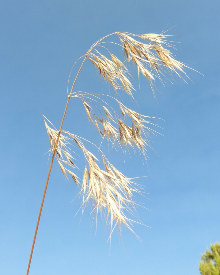 Bromus tectorum