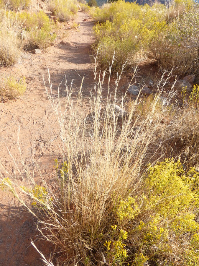 Aristida purpurea