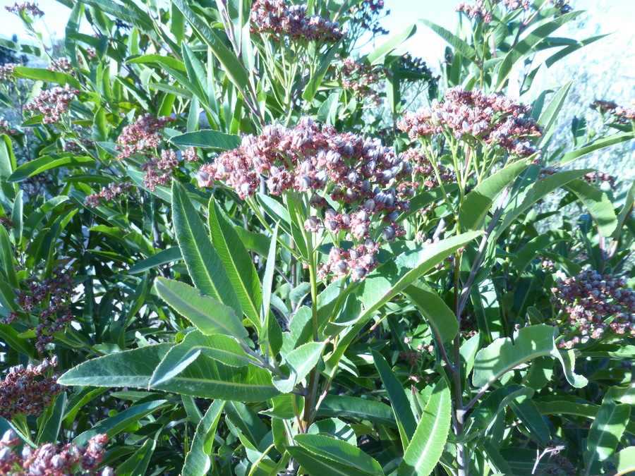 Vauquelinia californica