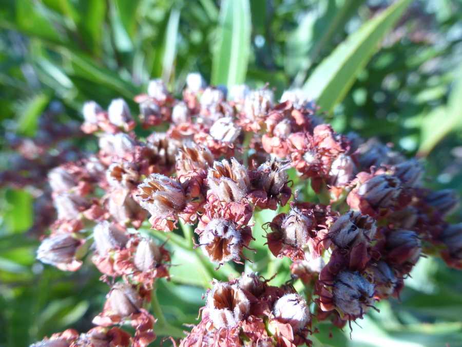 Vauquelinia californica