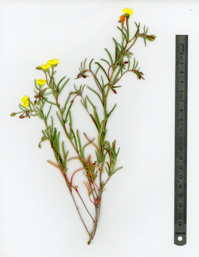Camissonia integrifolia Camissonia integrifolia
