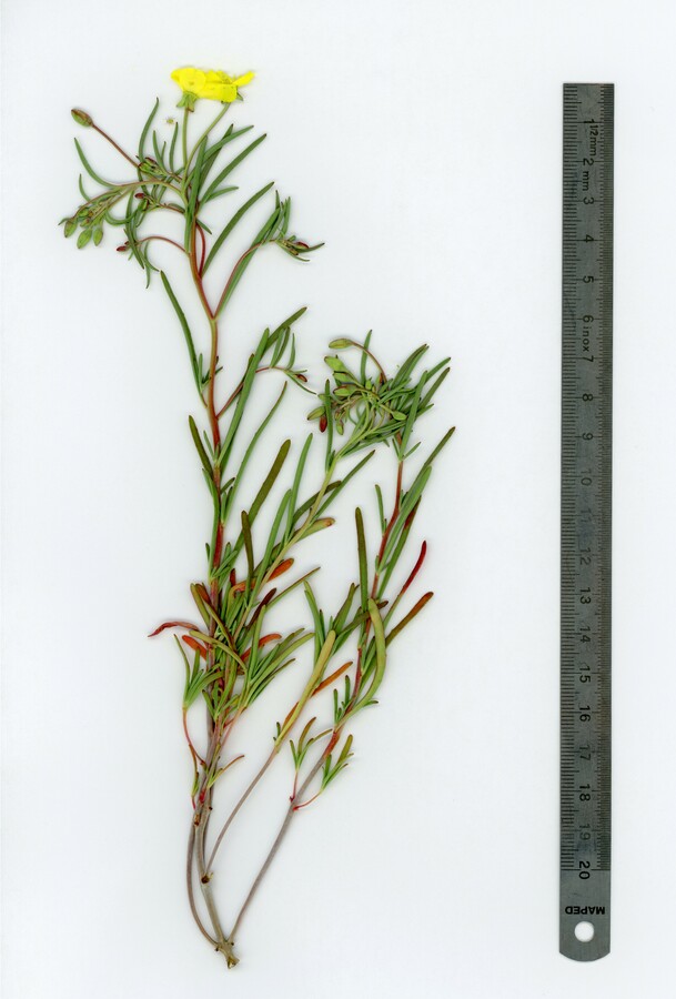 Camissonia integrifolia Camissonia integrifolia
