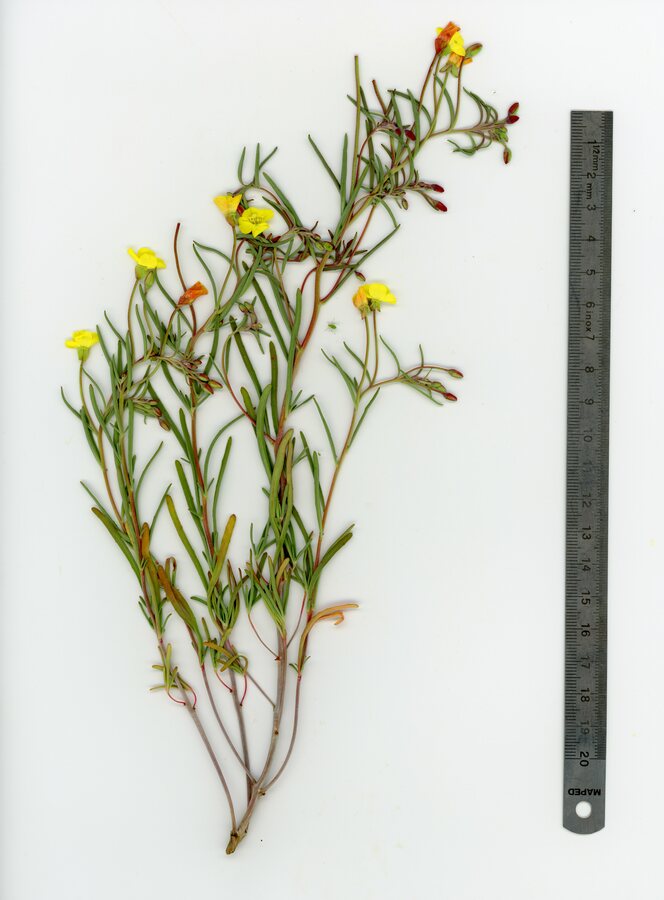Camissonia integrifolia Camissonia integrifolia