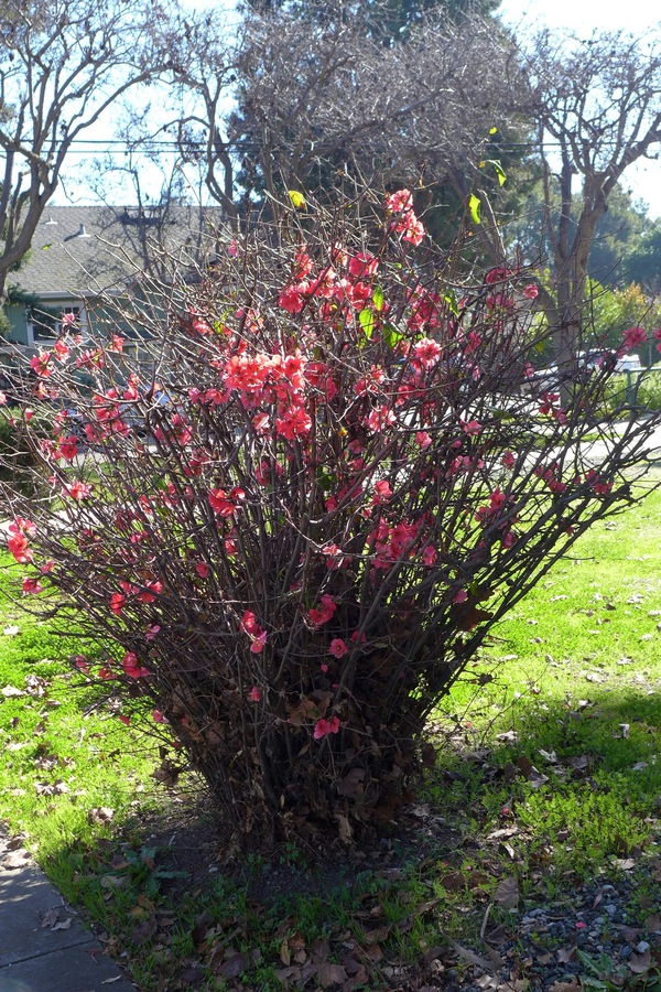 Chaenomeles sp.