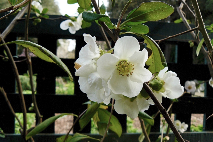 Chaenomeles sp.