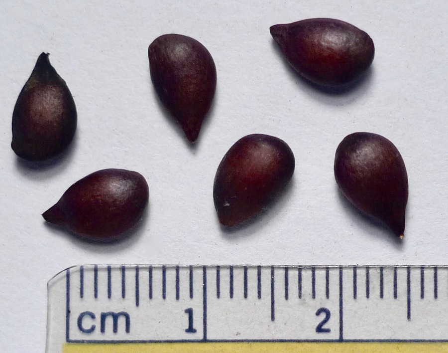 Chaenomeles sp.
