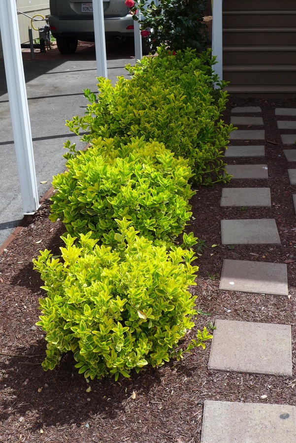 Euonymus fortunei