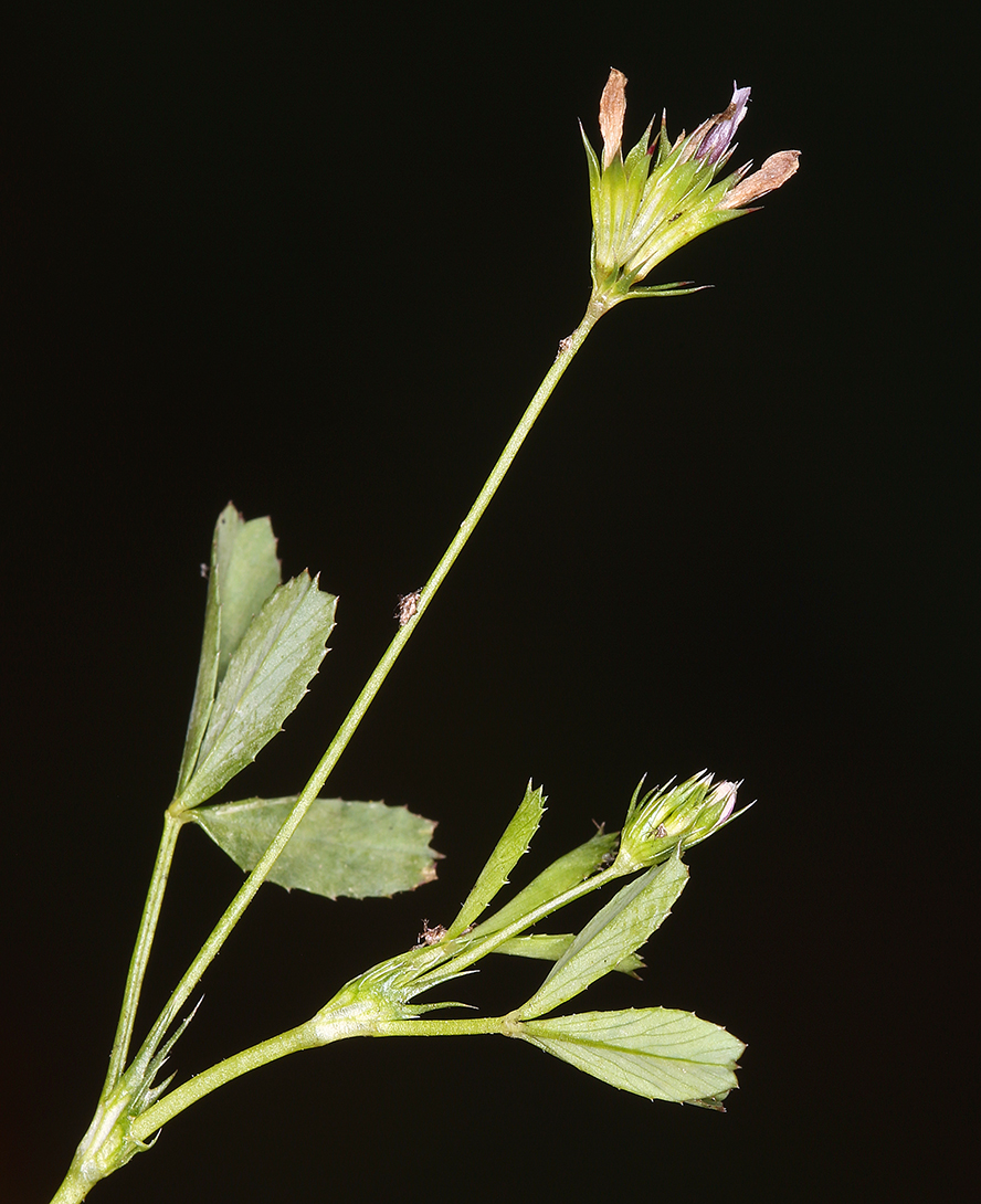 Trifolium oliganthum Trifolium oliganthum
