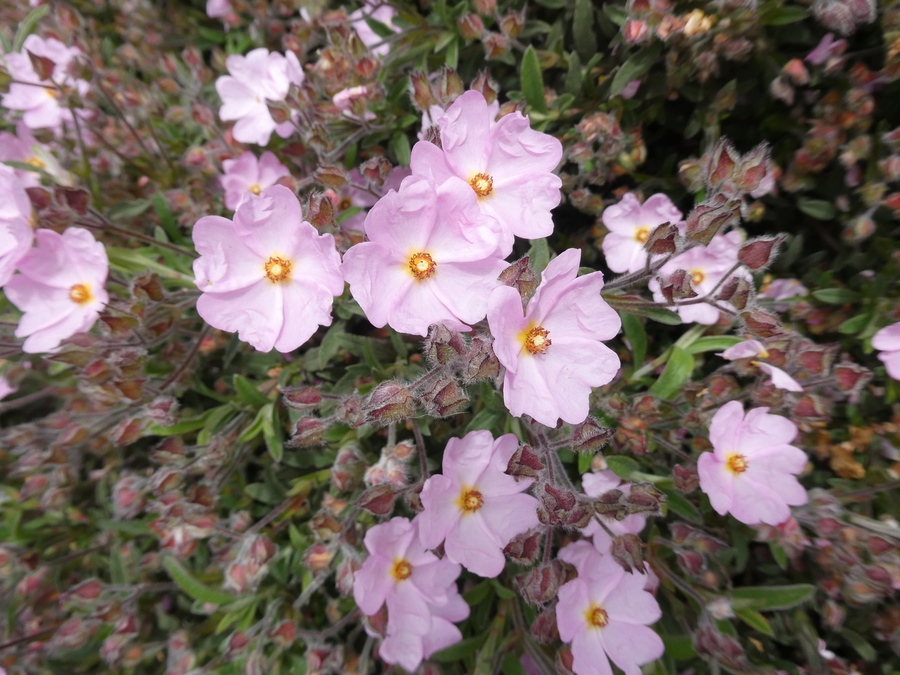 Cistus x skanbergii