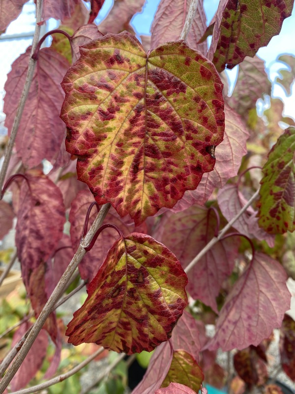 Viburnum dentatum