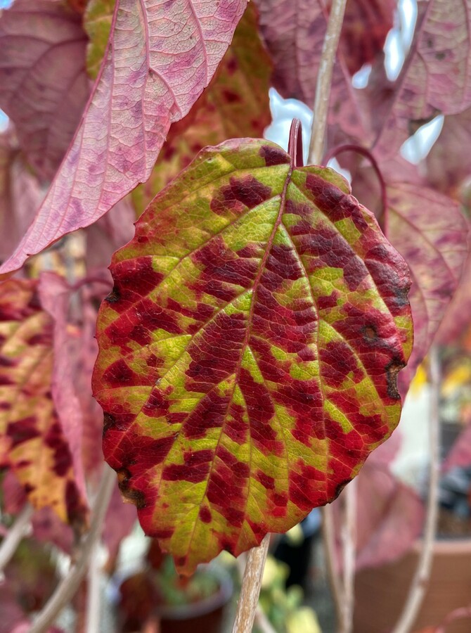 Viburnum dentatum