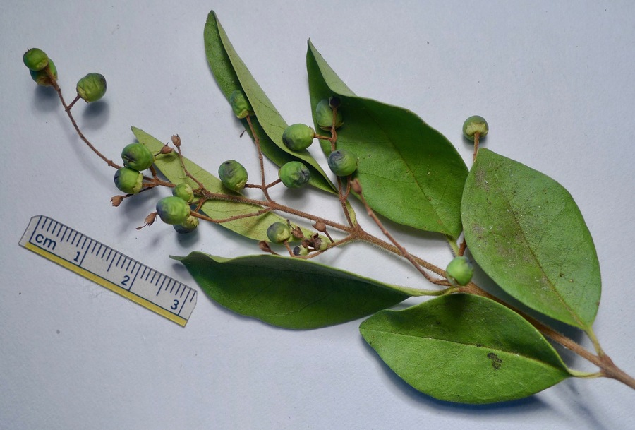 Ligustrum obtusifolium