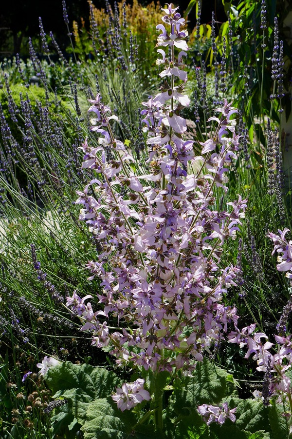 Salvia chamelaegnea