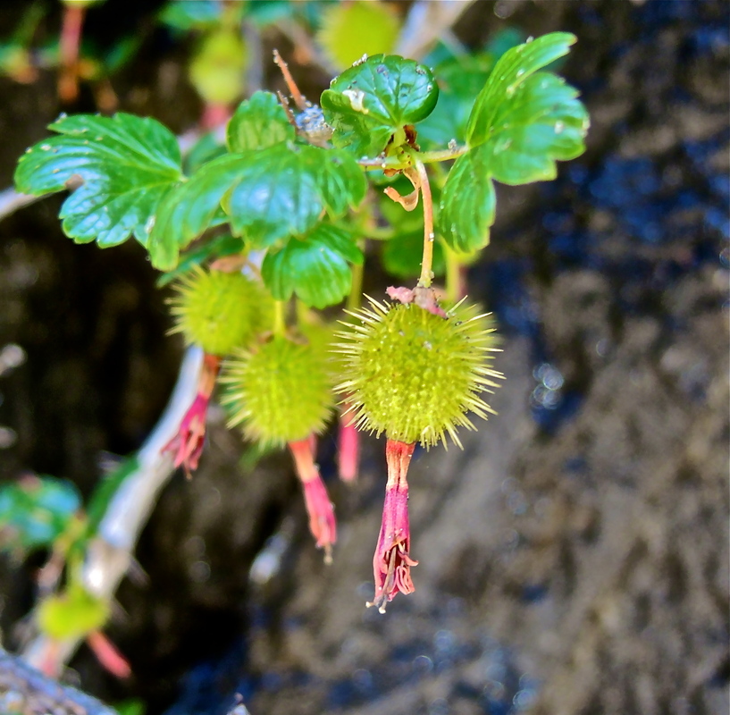 Ribes roezlii var. cruentum