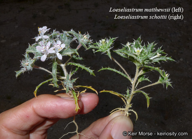 Loeseliastrum matthewsii