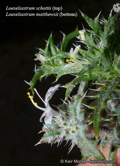 Loeseliastrum matthewsii