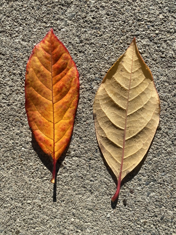 Nyssa sylvatica