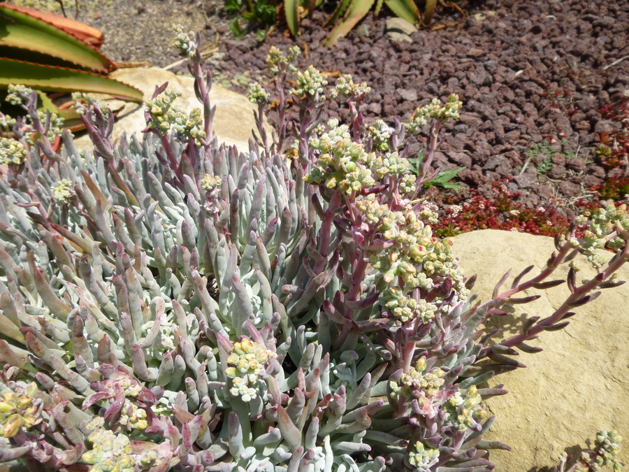 Dudleya hassei