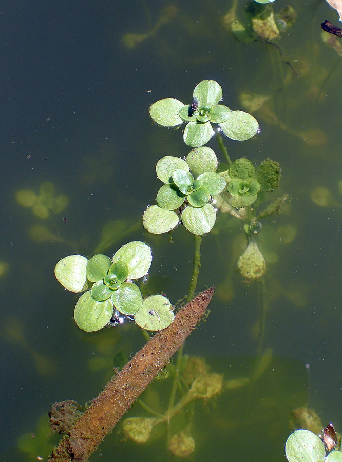 Callitriche stagnalis Callitriche stagnalis