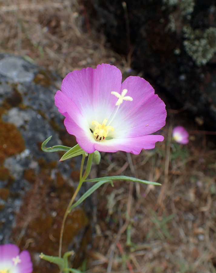 Clarkia gracilis ssp. albicaulis