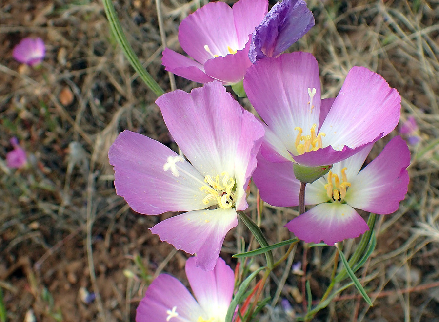 Clarkia gracilis ssp. albicaulis