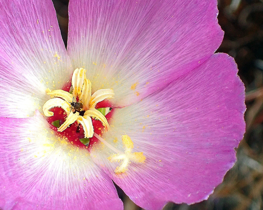 Clarkia gracilis ssp. albicaulis