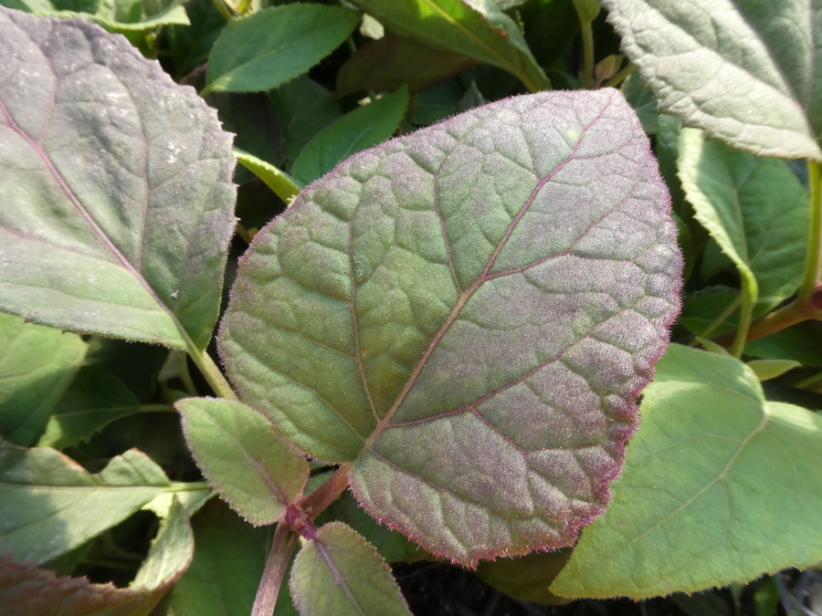 Ageratum corymbosum