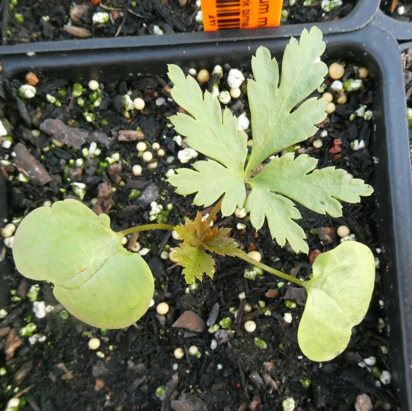 Geranium maderense
