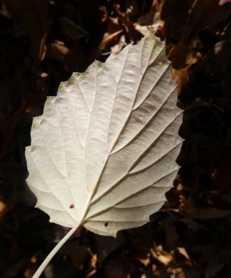 Viburnum dentatum