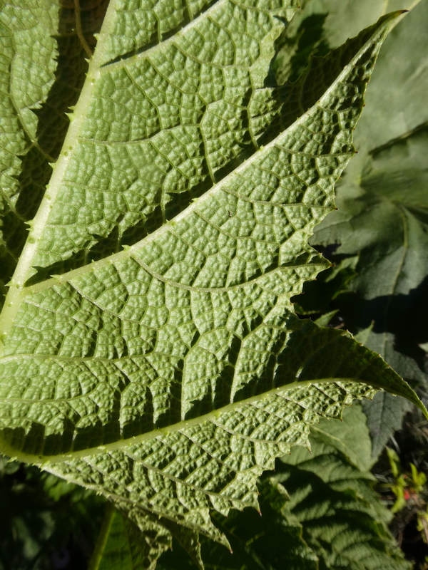 Gunnera tinctoria