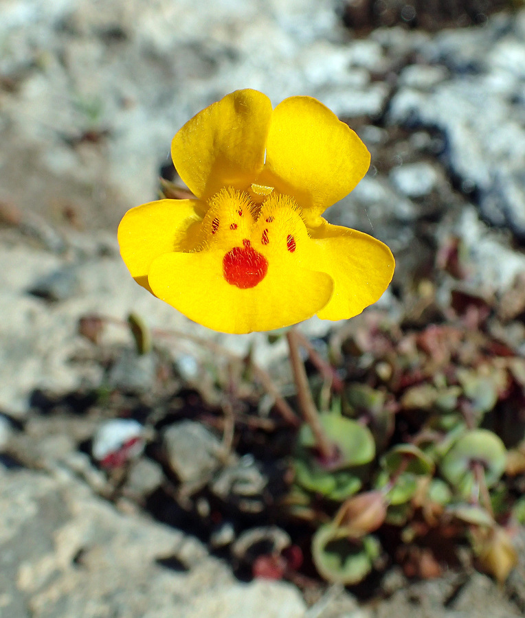 Erythranthe glaucescens Erythranthe glaucescens