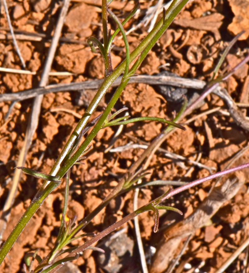 Cordylanthus tenuis ssp. brunneus