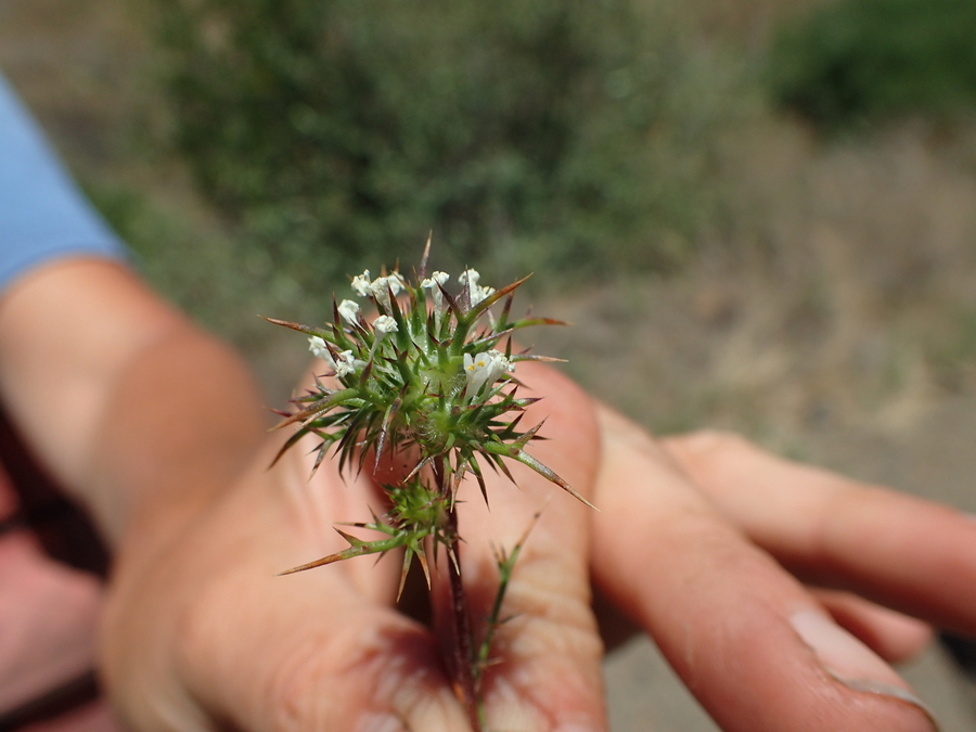 Navarretia paradoxinota