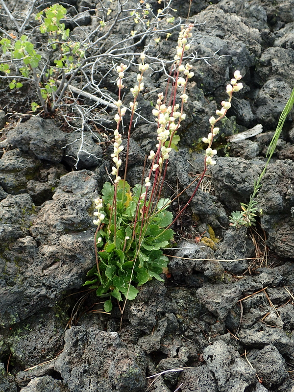 Heuchera cylindrica