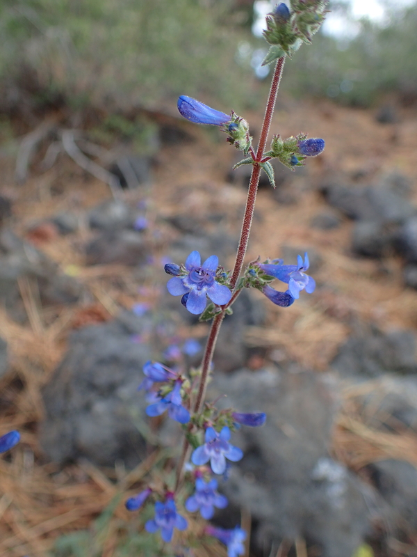 Penstemon cinicola Penstemon cinicola