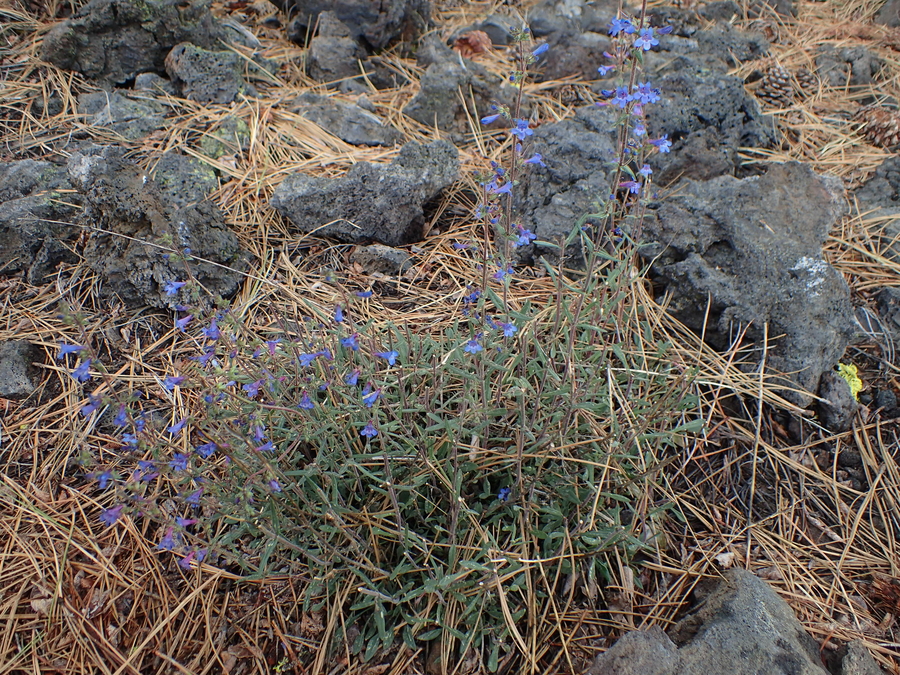 Penstemon cinicola