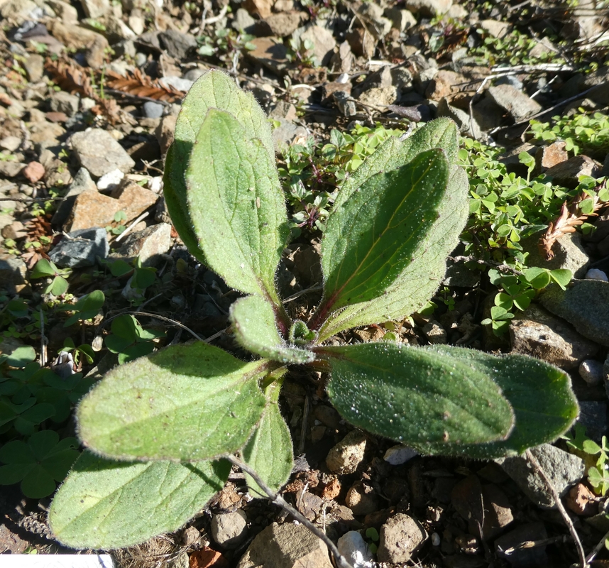 Arnica spathulata