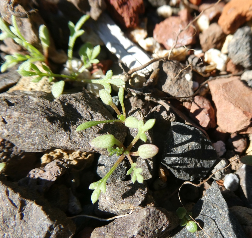 Gilia capitata ssp. staminea