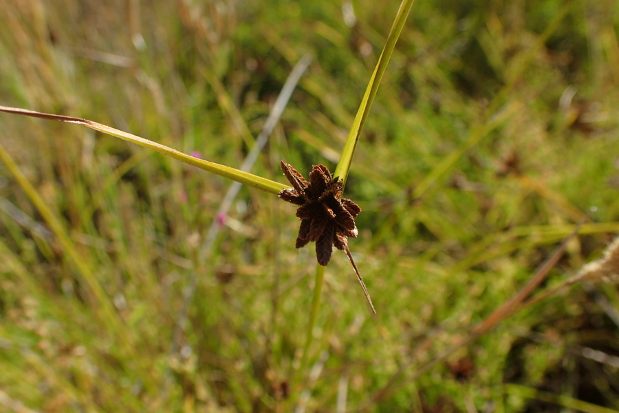 Cyperus niger