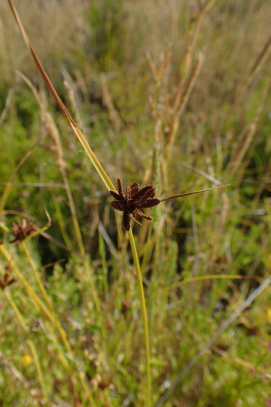 Cyperus niger