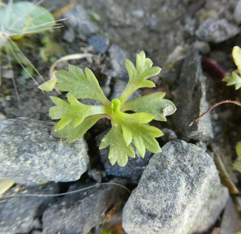 Artemisia biennis