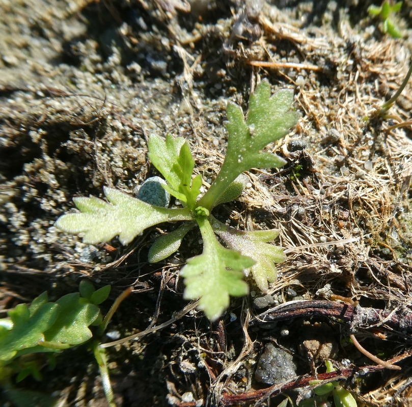 Artemisia biennis
